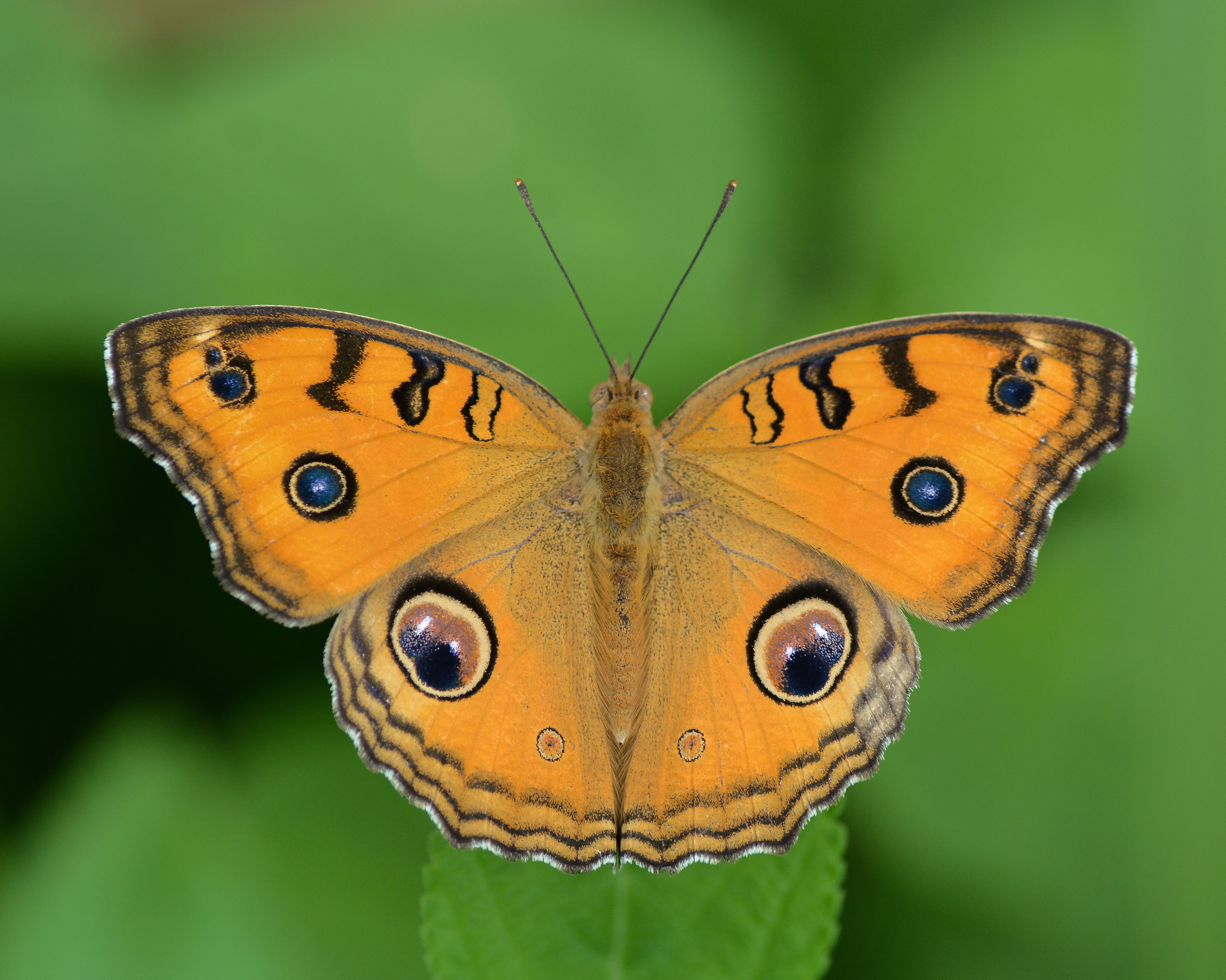 Junonia almana